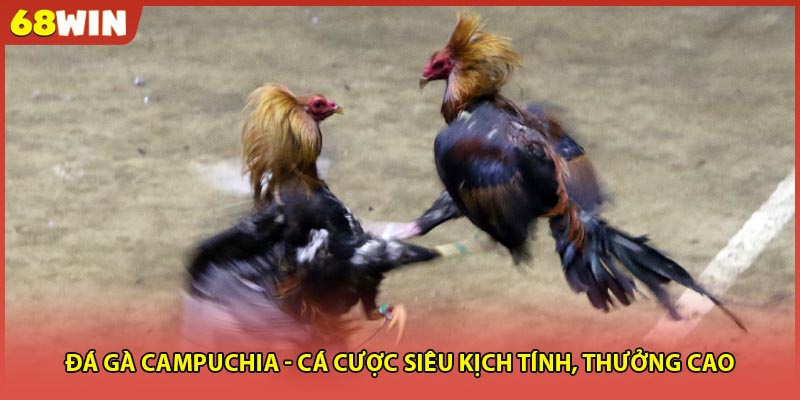 Đá gà campuchia - Cá cược siêu kịch tính, thưởng cao