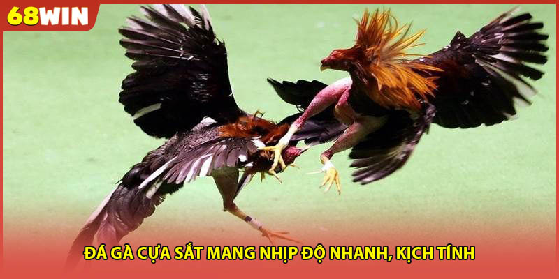 Đá gà cựa sắt mang nhịp độ nhanh, kịch tính